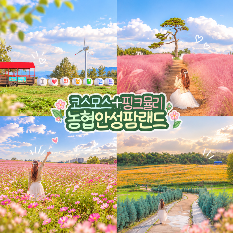 안성 아이와 가볼만한곳 안성팜랜드 핑크뮬리 코스모스