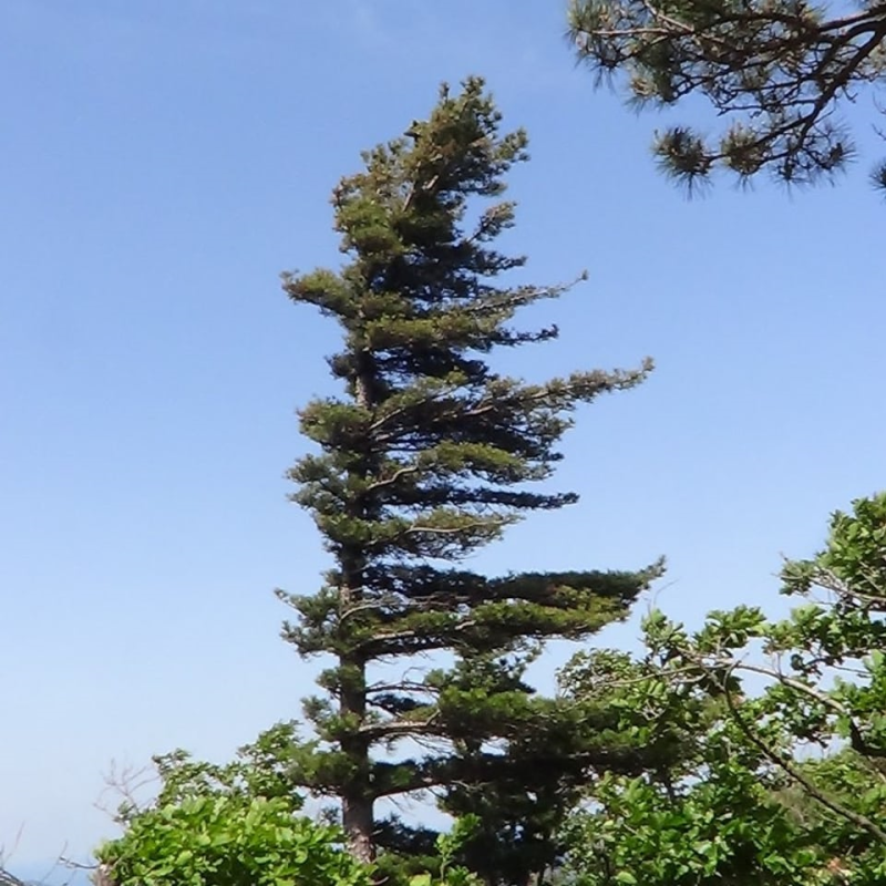 비알콜성 지방간 치료 술을 안 마시는데 진단받았어요