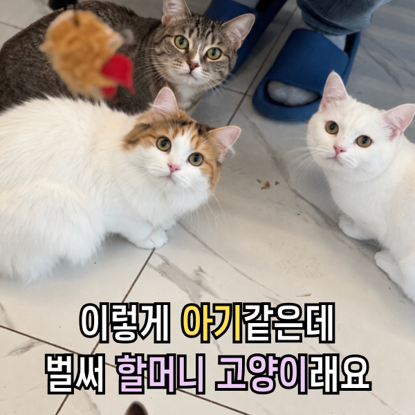 사람 나이로 몇살? 고양이 나이 계산 쉽게 하는 방법