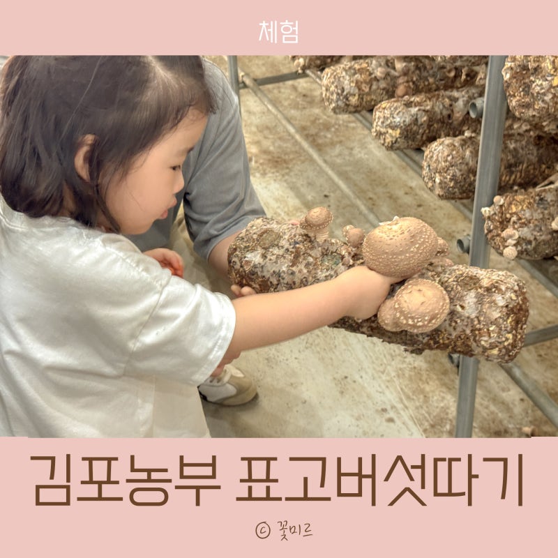 김포농부 표고버섯 따기 체험 아이와 투어패스 다녀온 후기