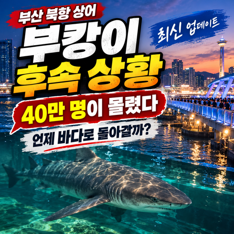 부산 북항 상어 부캉이 2탄｜40만 명이 몰린 뒤, 언제 바다로 돌아갈까?