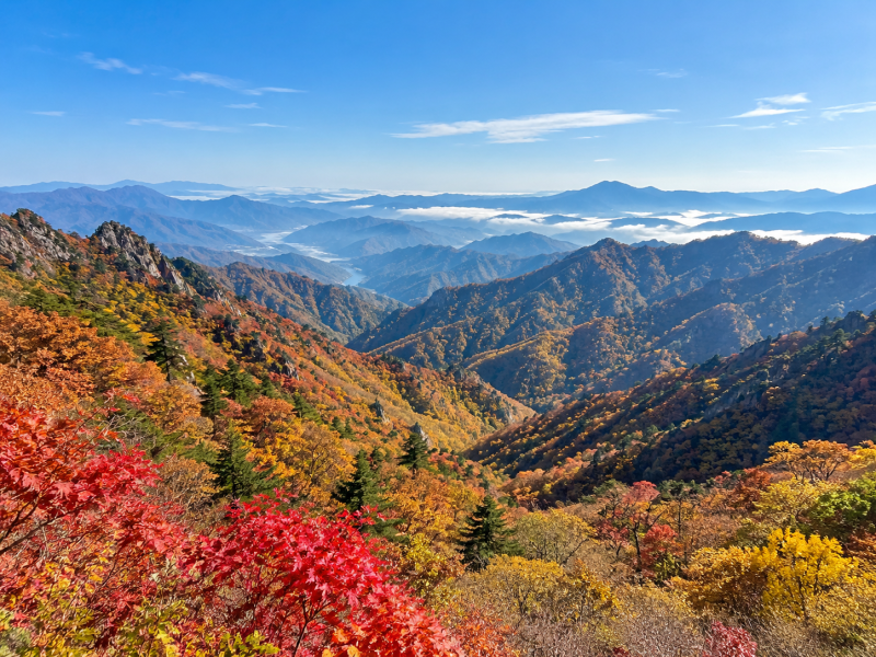 2026년 강원도 단풍 시기, 설악산·오대산·치악산 첫 단풍과 절정 언제?