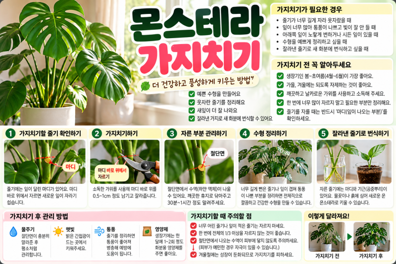 몬스테라 가지치기 방법｜어디를 잘라야 할까? 시기부터 번식까지 총정리