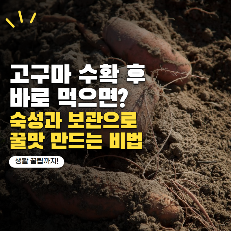 고구마 수확 후 바로 먹으면 덜 달아요! 더 맛있어지는 숙성 방법과 보관법