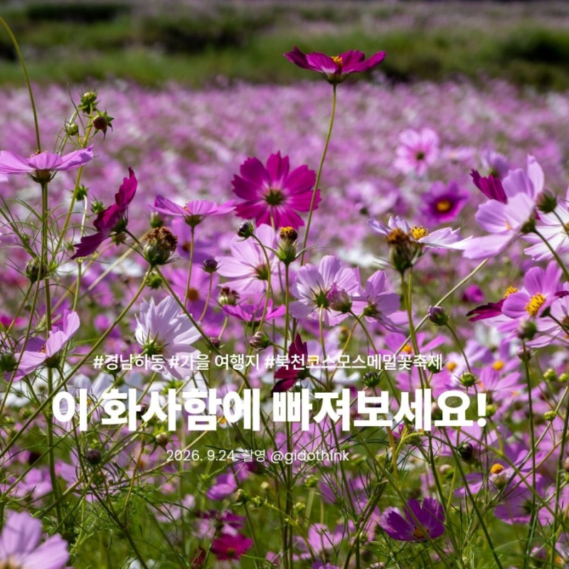 [ 경남 하동 ] 2026 북천역 근처 북천코스모스메밀꽃축제 실시간 (주차장)
