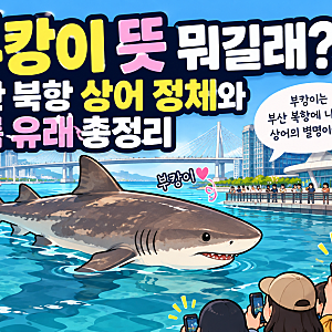 부캉이 뜻 뭐길래? 부산 북항 상어 무태상어 정체와 이름 유래 총정리