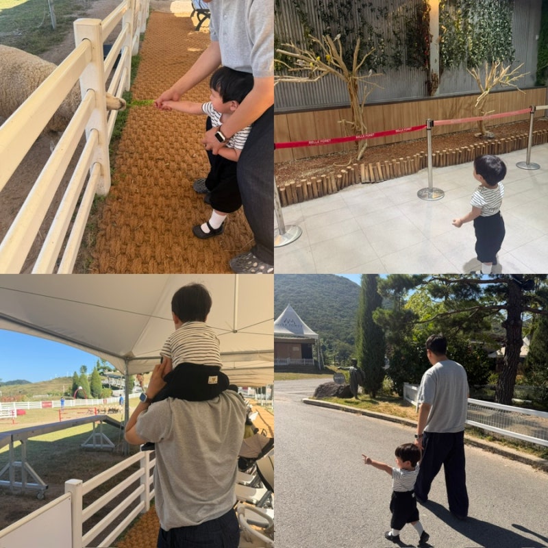 Jeungpyeong Bellfore Ranch: A Great Place for Kids Near Cheongju, Chungbuk – Feeding Experience and Sheepdog Show