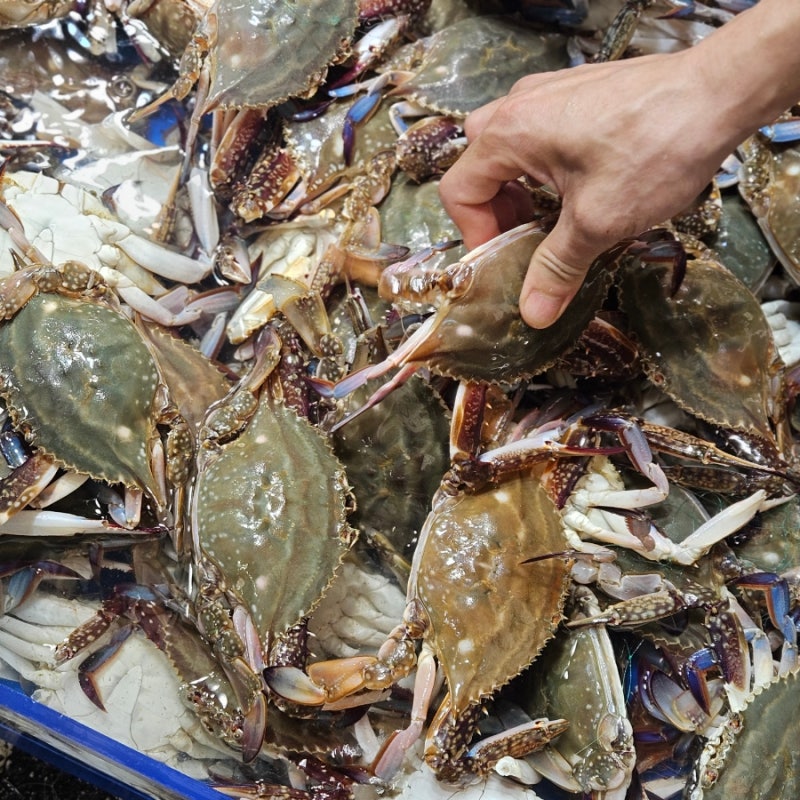 [천안] 천안 남산중앙시장 / 활꽃게 생새우 / '중앙시장'