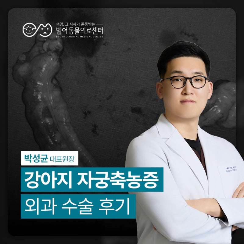 효목동동물병원 강아지 자궁축농증 증상 및 수술, 범어동물의료센터