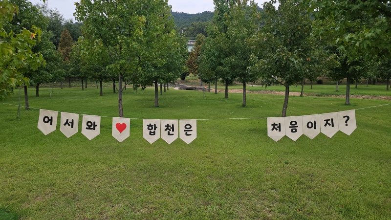 2026 합천 핑크뮬리 실시간 개화상황｜신소양체육공원 주차·포토존·밤라떼 먹거리