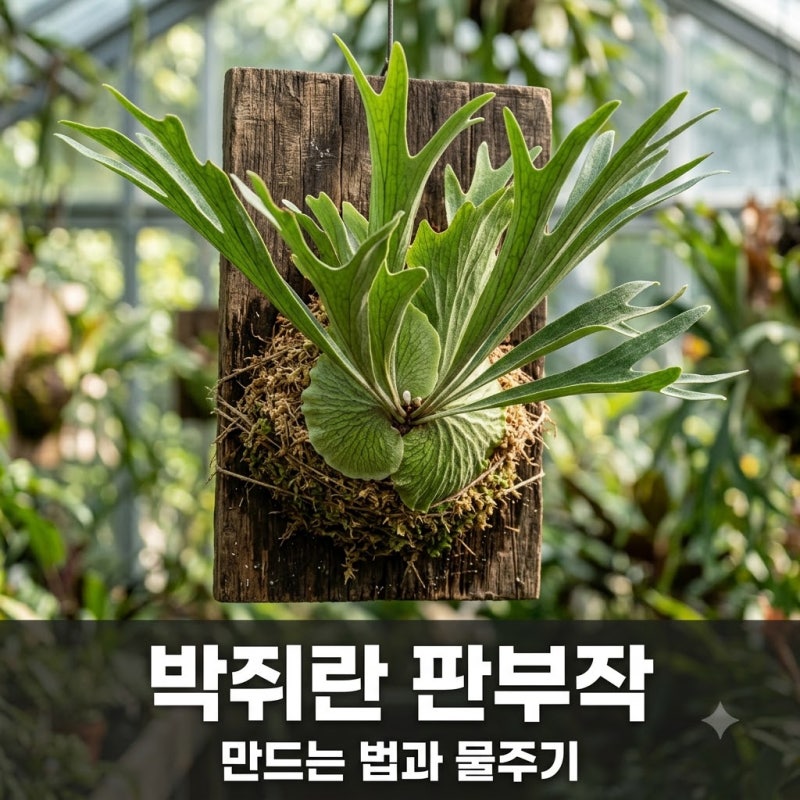 박쥐란 판부작 만드는 법 생장점 확인과 물 주기 주의사항