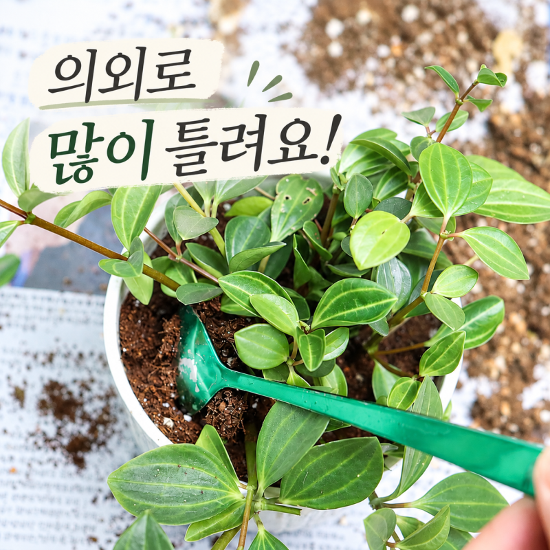화분 분갈이 방법, 의외로 모르는 것들 7가지