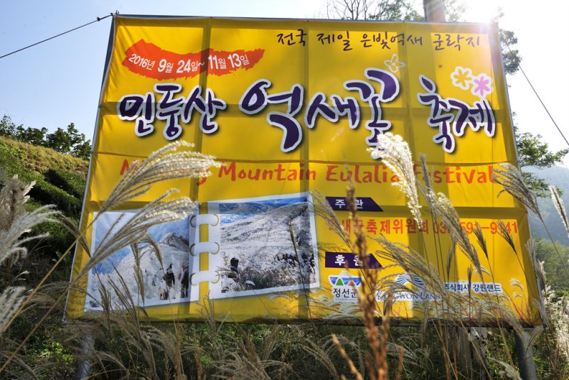 한국의 스위스! 20만 평 은빛 물결 정선 민둥산 은빛억새축제 & 신비로운 돌리네 등산 꿀팁