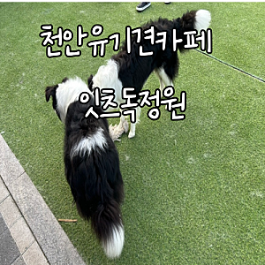 [천안유기견카페 잇츠독정원] 천안 유기견카페 방문기｜기대와는 조금 달랐던 곳