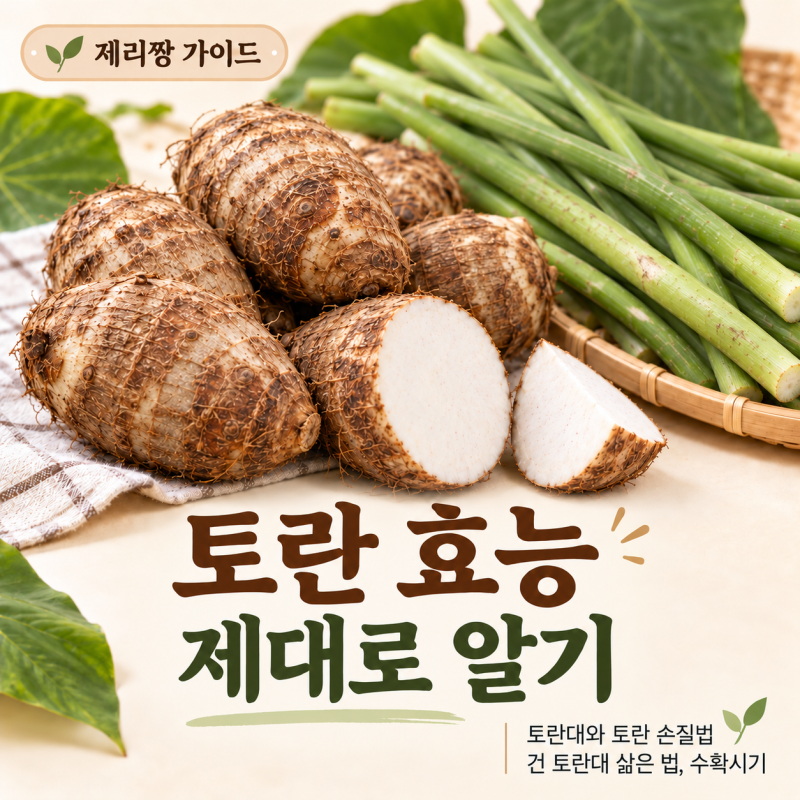토란 효능 제대로 알기: 토란대와 토란 어떻게 손질할까요? 건토란대 삶은 법·수확 시기·보....