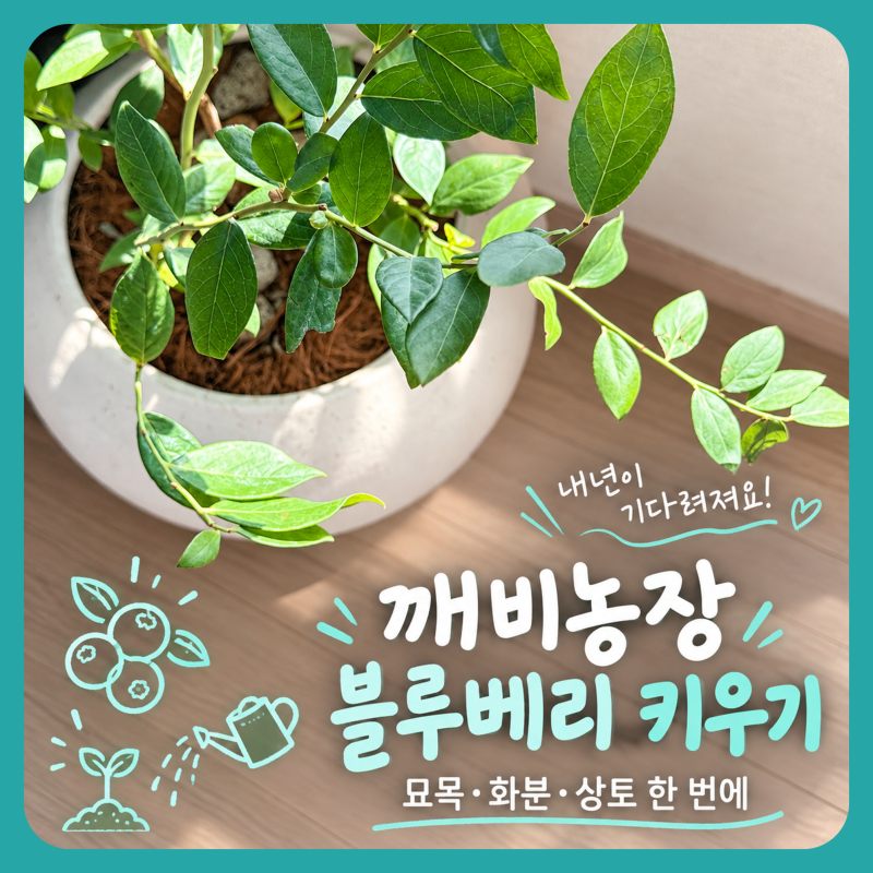 블루베리 키우기, 아이와 시작한 깨비농장 블루베리 묘목 추천