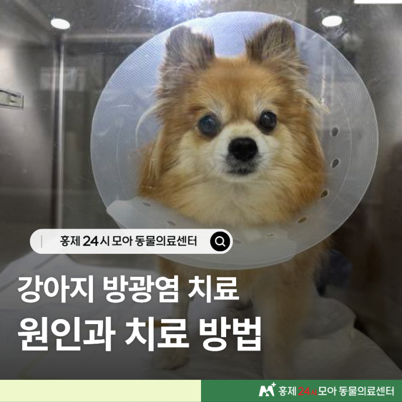 강아지 방광염 증상 소변을 자주 본다면 원인과 치료방법