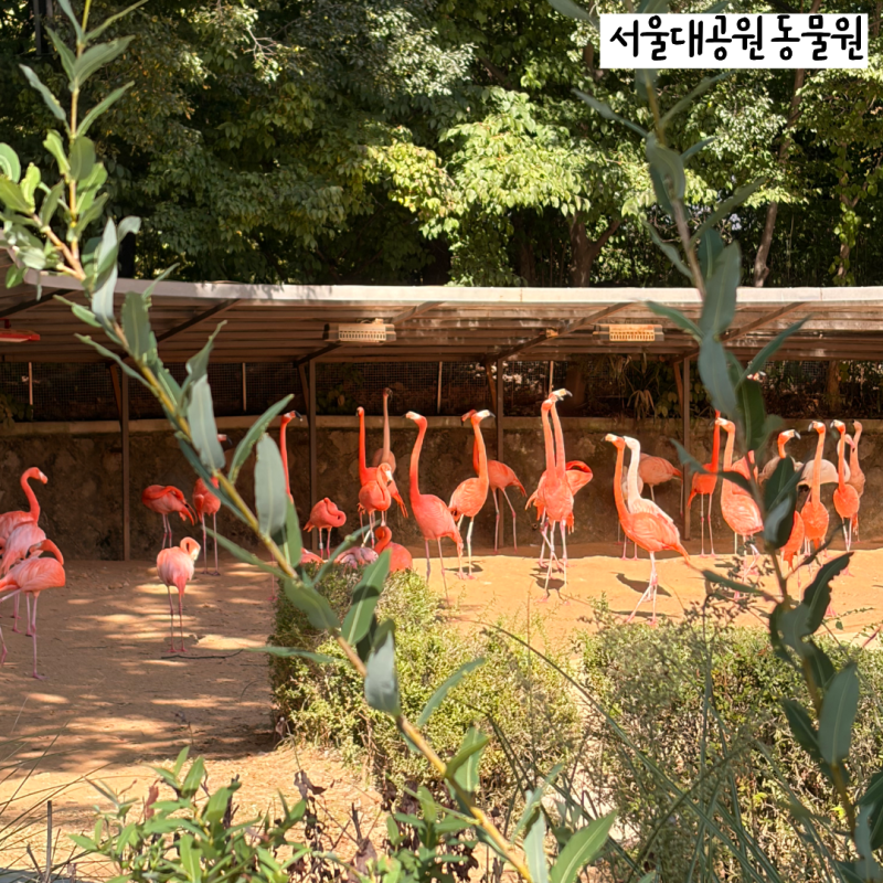 서울대공원 동물원 가볼만한 곳! 주차, 리프트, 입장료부터 관람 코스까지