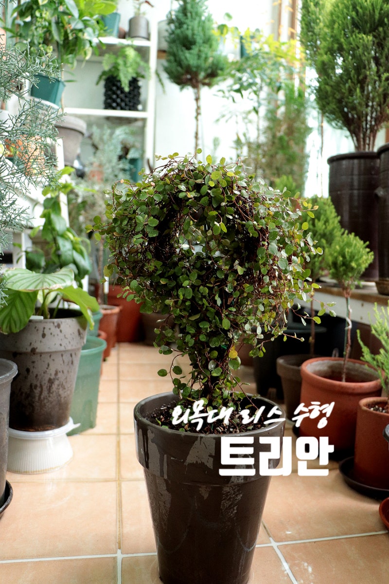 가을철 외목대 트리안 키우기 더벅머리 정리하고 리스수형 키우기