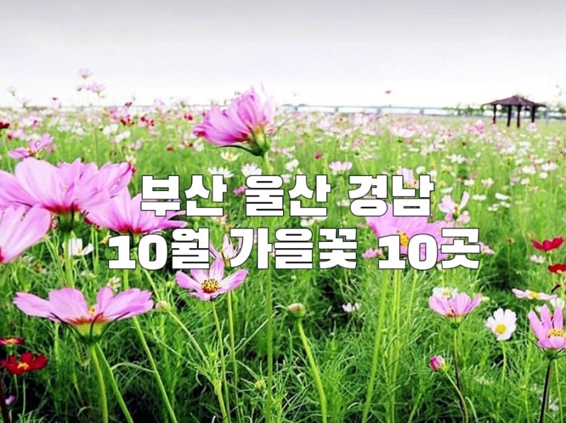 2026 10월 가을꽃 명소 | 부산 울산 경남 꽃구경 10곳