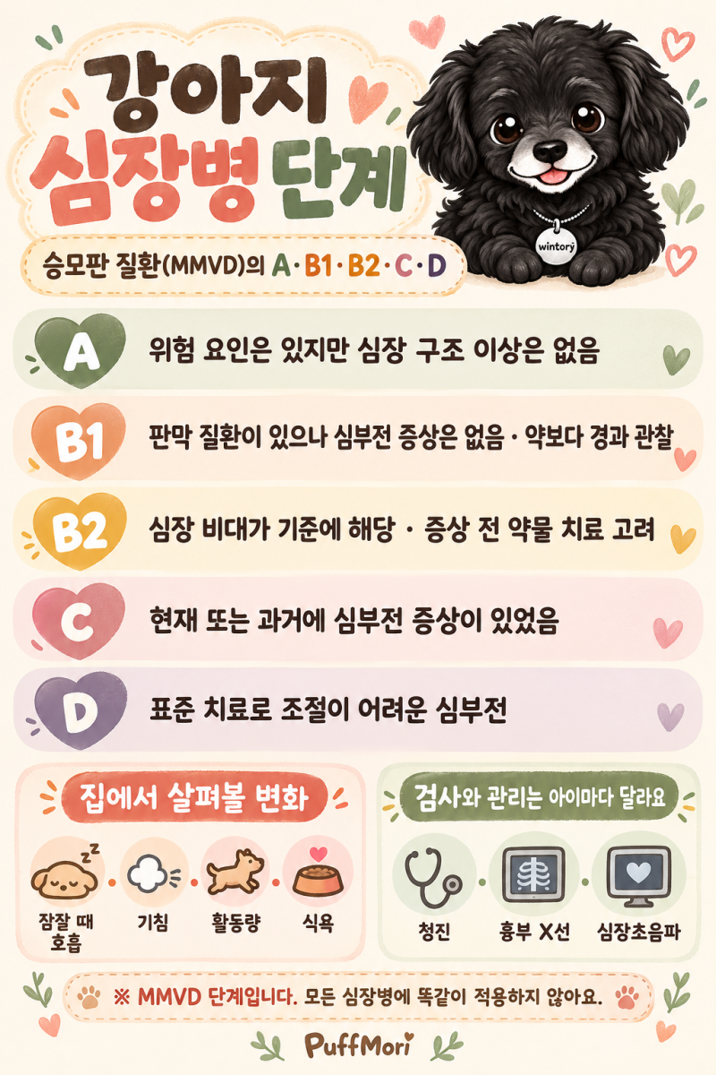 강아지 심장병 단계 A·B1·B2·C·D｜증상과 관리 방법은 어떻게 다를까?