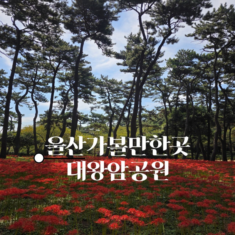 울산 대왕암공원 꽃무릇 만개 10월 초까지 송림길 가을 산책로