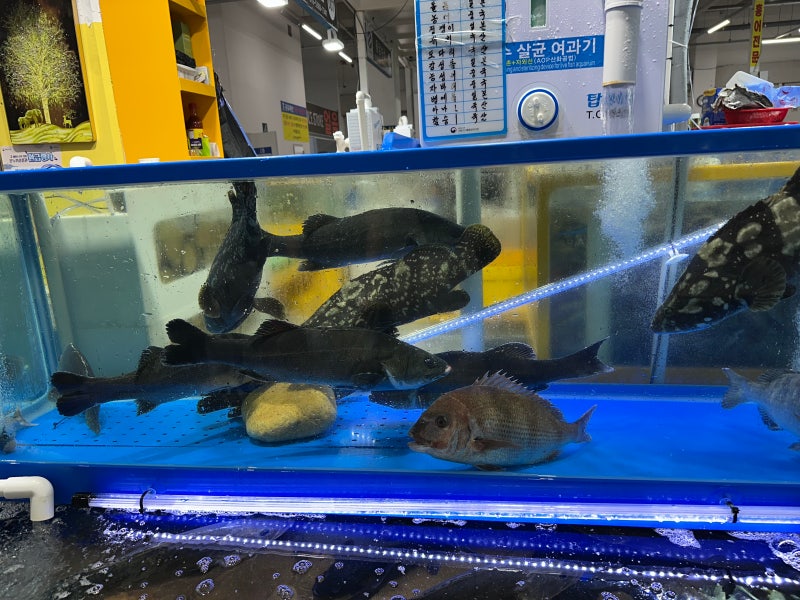 수원 농수산물시장 초장집 새우소금구이 회까지 다양하게!