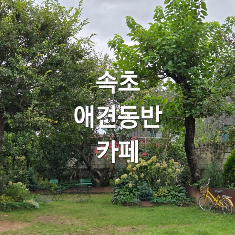 라라의 정원 : 속초 애견동반 카페 가족들과 여유롭게 힐링하기 좋은 곳