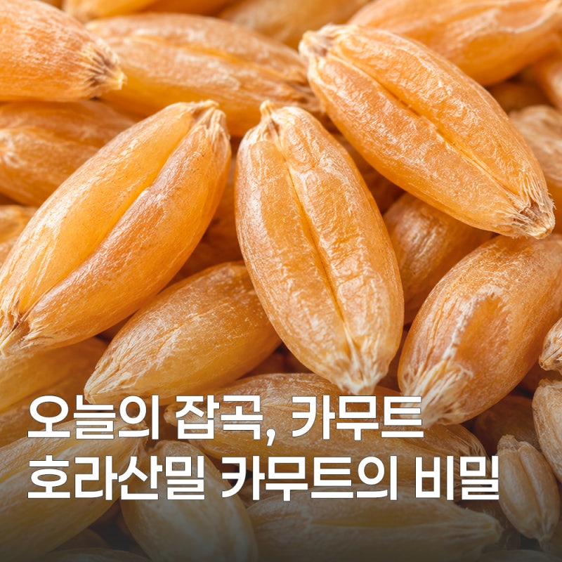 카무트 효능과 먹는 법 알아보기