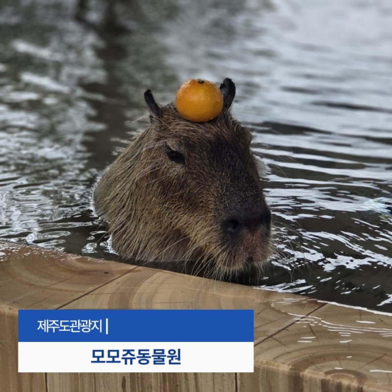 38개월 아이와 모모쥬 동물원 제주카피바라 체험 소동물 먹이주기