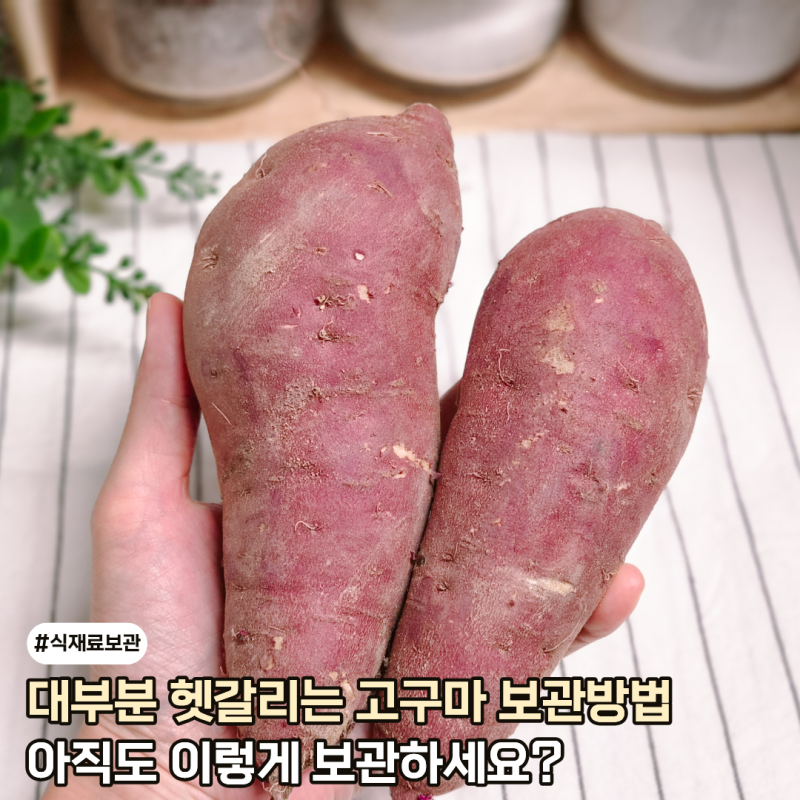 고구마 보관방법 '이것'만 해줘도 오래먹어요