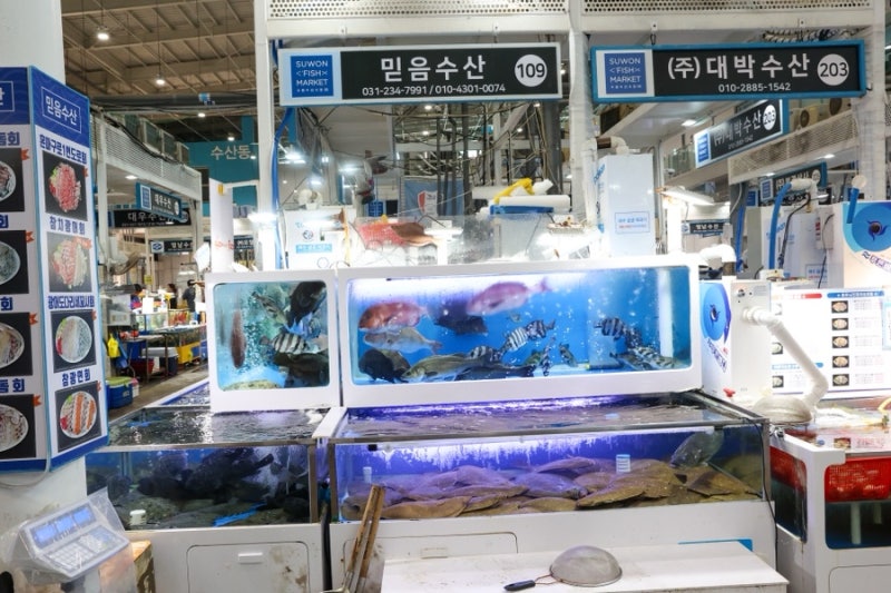 수원농수산물시장 믿음수산 싱싱한 수원농수산물도매시장 대하 맛집