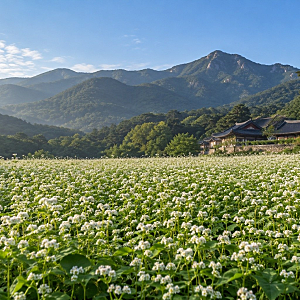 경남 양산 가볼만한곳 통도사 메밀밭, 가을에 만나는 하얀 메밀꽃 풍경