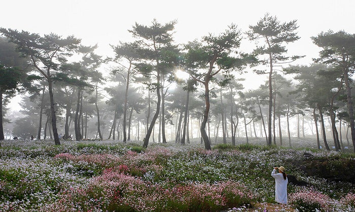 정읍 구절초 꽃축제, 구절초 개화시기와 입장료·주차·꽃열차·개막공연 총정리