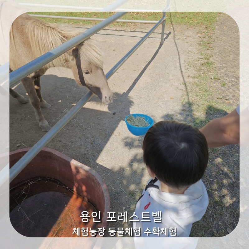 포레스트벨 - 체험농장, 동물체험, 수확체험 l 23개월 아기랑 솔직후기 l 용인/서울근교 아기....