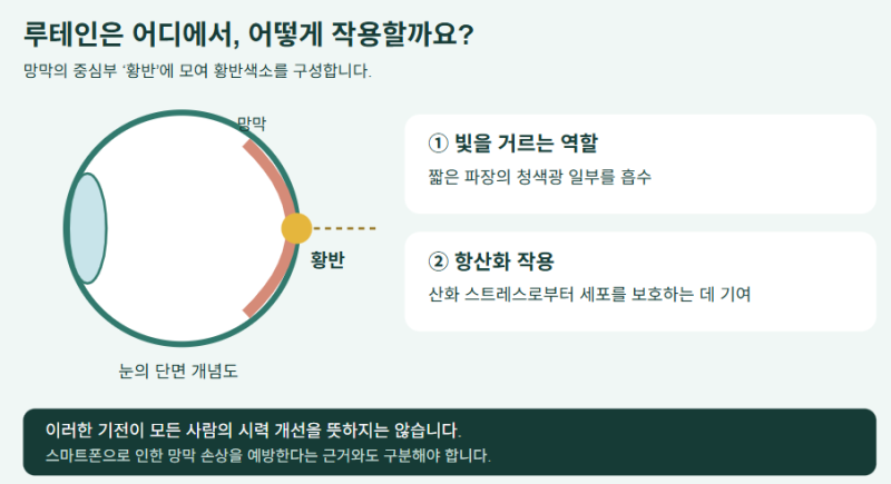 루테인, 어떤 사람이 먹으면 좋을까요?