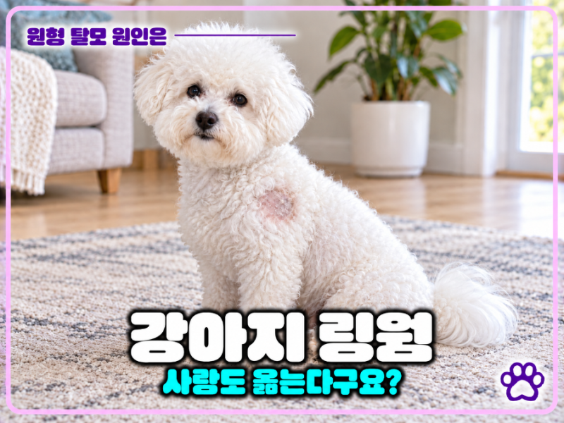 강아지 링웜 원형 탈모가 생겼다면 사람에게 옮을까?