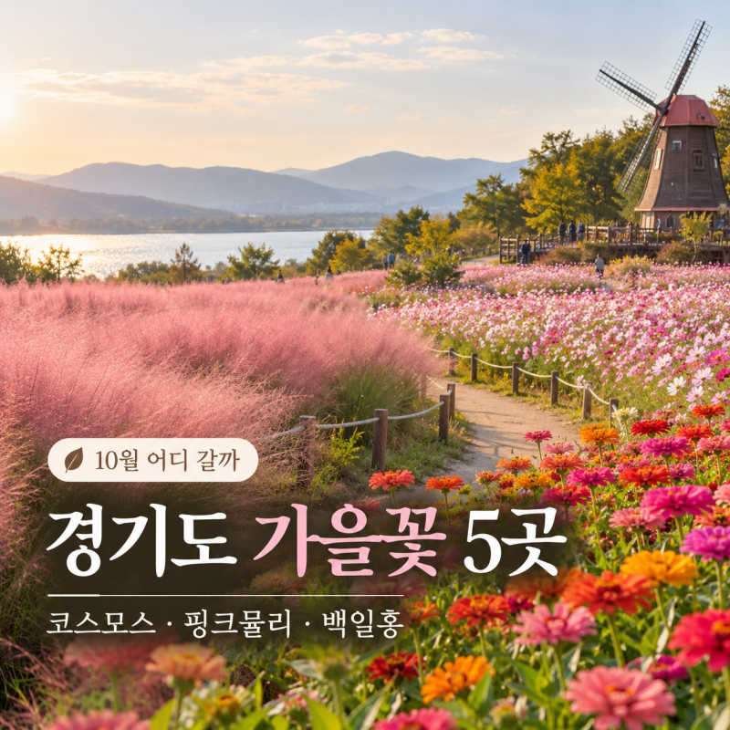 경기도 가을꽃 명소 5곳｜코스모스·핑크뮬리·백일홍, 10월 어디 갈까
