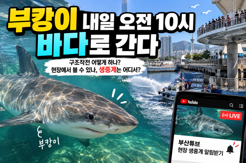 부캉이 내일 오전 10시 바다로 간다…현장에서 볼 수 있나, 생중계는 어디서?