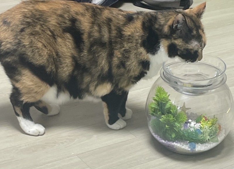다이소 어항으로 고양이 물그릇 만들기｜고양이 음수량 늘리기 + 다이소 품번 정리