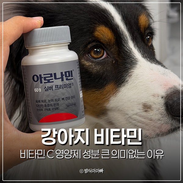 강아지 비타민 C 영양제 성분 큰 의미없는 이유