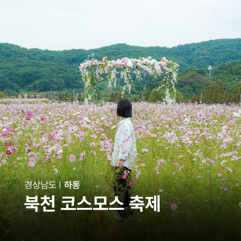 2026 하동 북천 코스모스 축제 주차장 경상도 여행지 추천