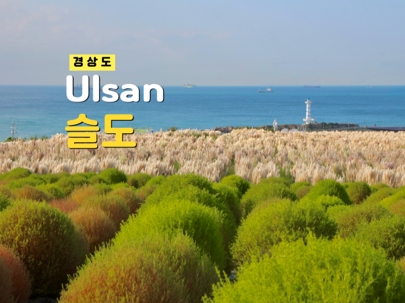 울산 슬도 "알록달록 초화단지" 댑싸리와 팜파스 위치 주차 10월 가볼만한곳