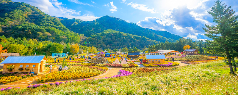 인제가을꽃축제 일정·입장료·프로그램 총정리｜박인환 탄생 100주년 여행 가볼만한곳