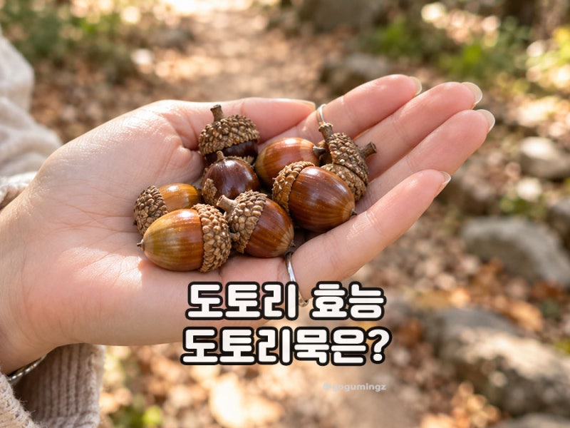 도토리 효능 도토리묵 효능은 다를까?