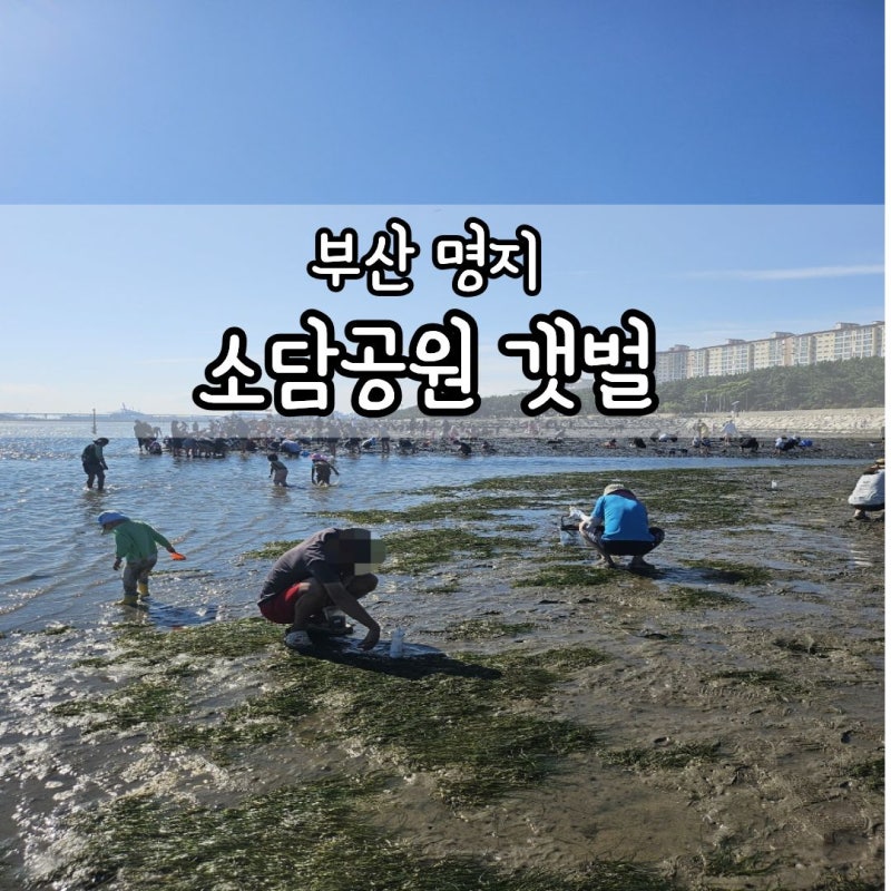 [부산 명지] 소담공원 갯벌체험, 주차부터 준비물, 맛조개 먹는법까지 총정리