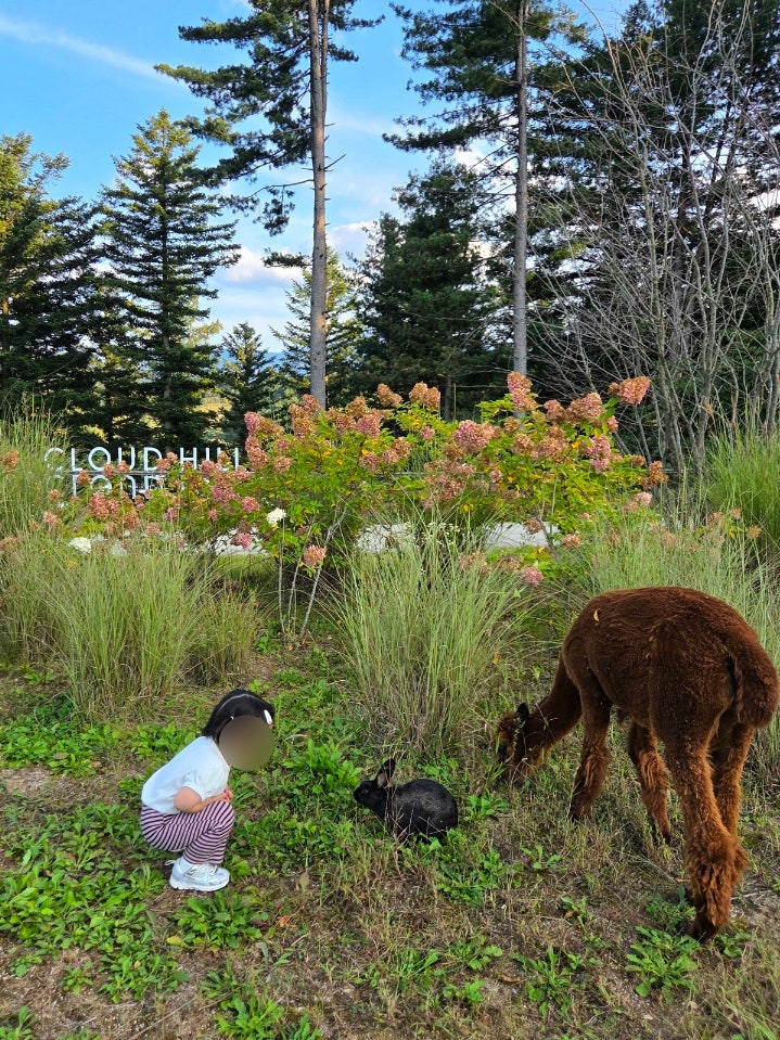 Gapyeong Sheep Farm: A Weekend Review of a Cafe and a Place to Visit with a 26-Month-Old Baby