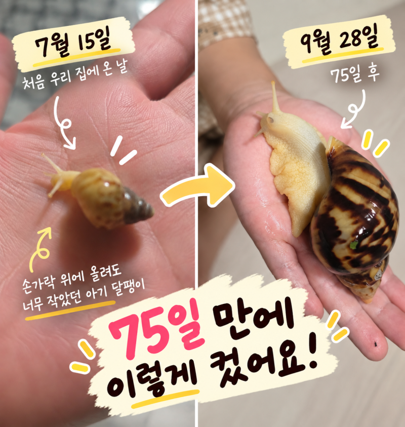 아프리카왕달팽이 키우기, 유치원에서 데려온 아기 달팽이 75일 성장기