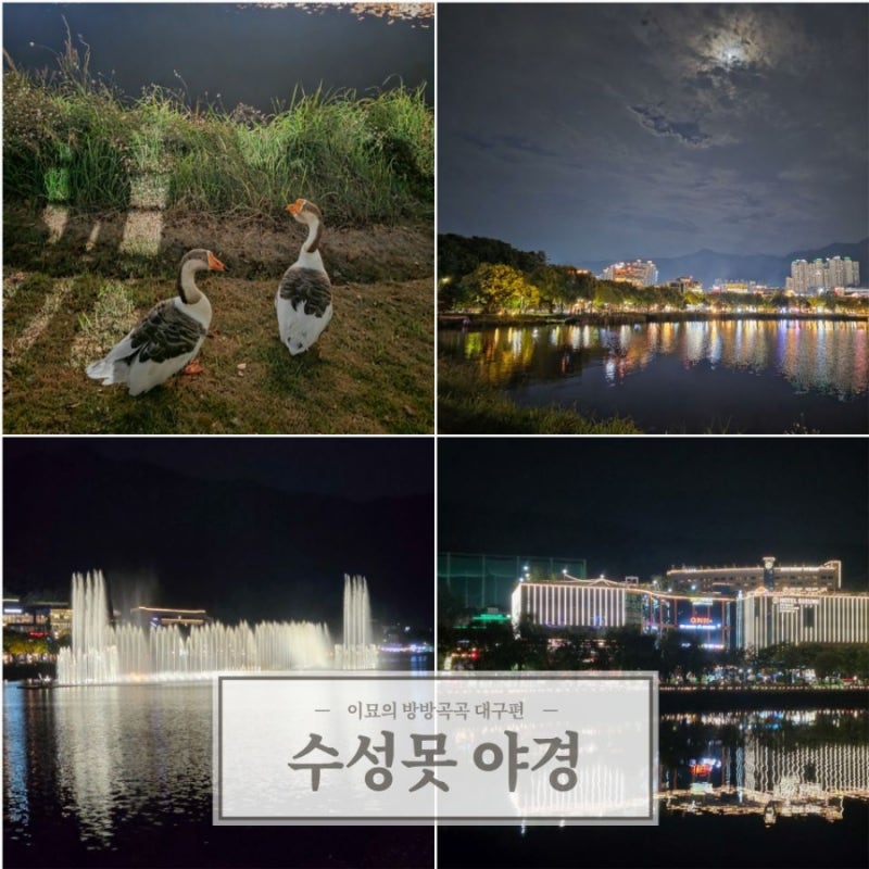 대구 야간 관광지 메인은 수성못 음악분수 야경 밤 산책