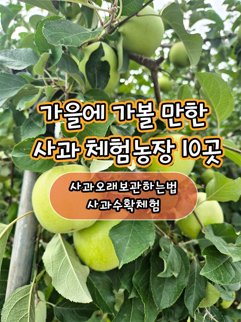 사과 오래 보관하는법｜박스로 샀을 때 이렇게 해보세요